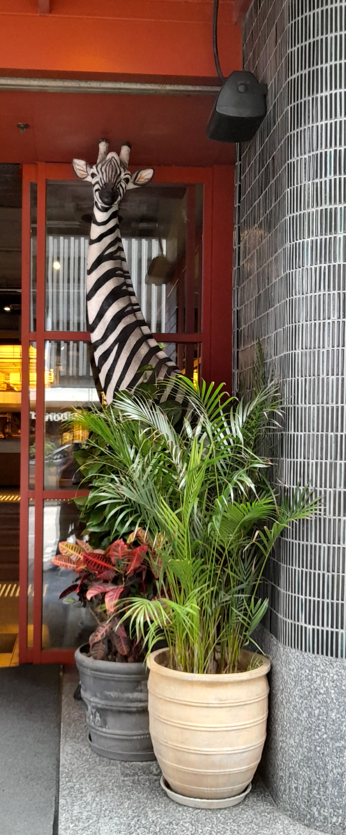 Giraffe with zebra hide